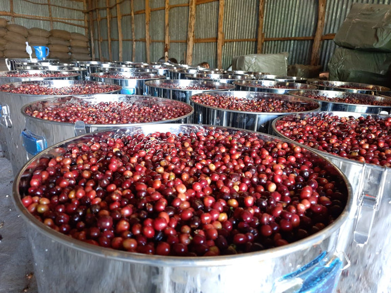 Ethiopia Guji 1 Natural Carbonic Maceration Anaerobic - 36825 - GrainPro Bags - SPOT RCWHSE