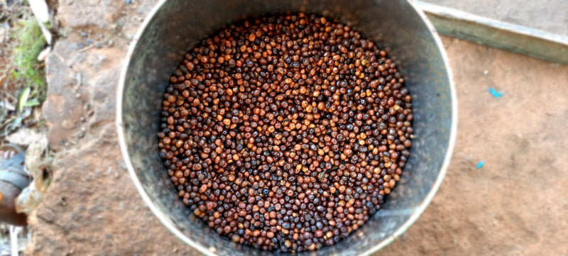Crown Jewel Ethiopia Carbonic Maceraton Guji - 36825-1 - SPOT RCWHSE