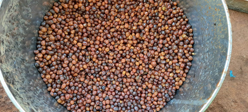 Ethiopia Guji 1 Natural Carbonic Maceration Anaerobic - 36825 - GrainPro Bags - SPOT RCWHSE