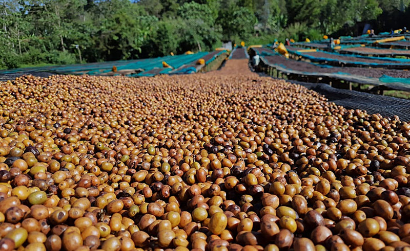Ethiopia Guji 1 Natural Hambela 3 Day Anaerobic - 36826 - GrainPro Bags - SPOT RCWHSE