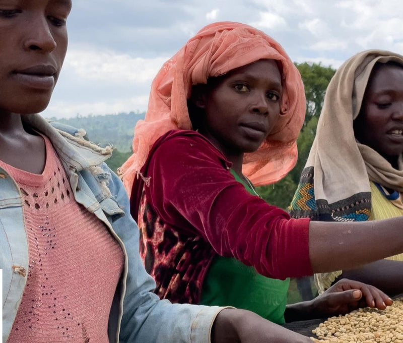 Ethiopia Guji 1 Natural Hambela 3 Day Anaerobic - 36826 - GrainPro Bags - SPOT RCWHSE
