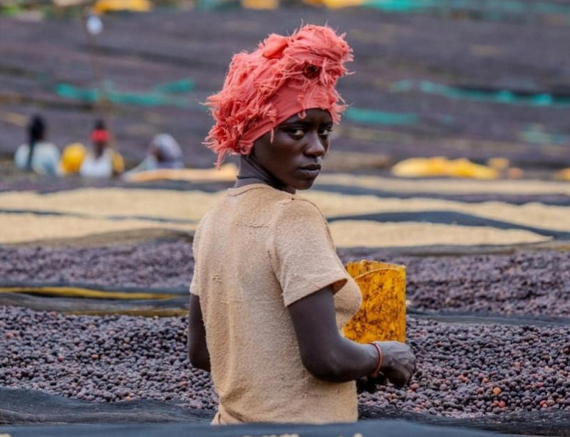 Ethiopia Guji 1 Natural Hambela 3 Day Anaerobic - 36826 - GrainPro Bags - SPOT RCWHSE