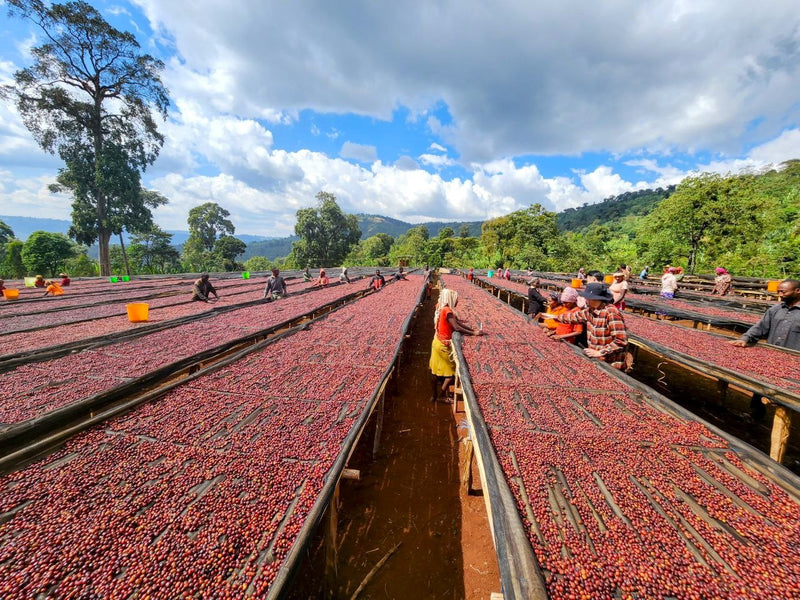 Ethiopia Guji 3 Natural Anaerobic Hambela Tirtira Guyo - 32092 - Ecotact Bags - SPOT RCWHSE