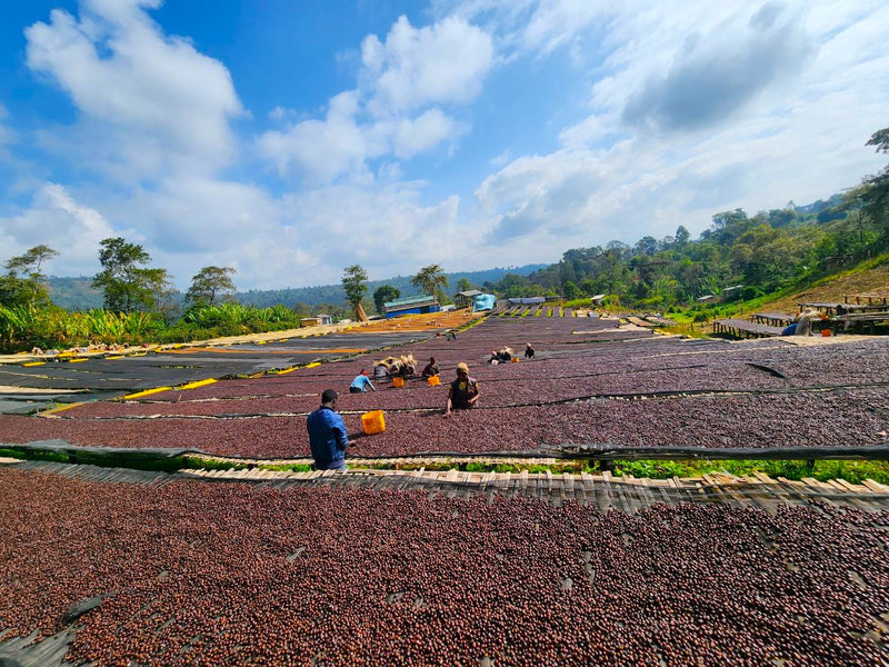 Ethiopia Guji 3 Natural Anaerobic Hambela Tirtira Guyo - 32092 - Ecotact Bags - SPOT RCWHSE