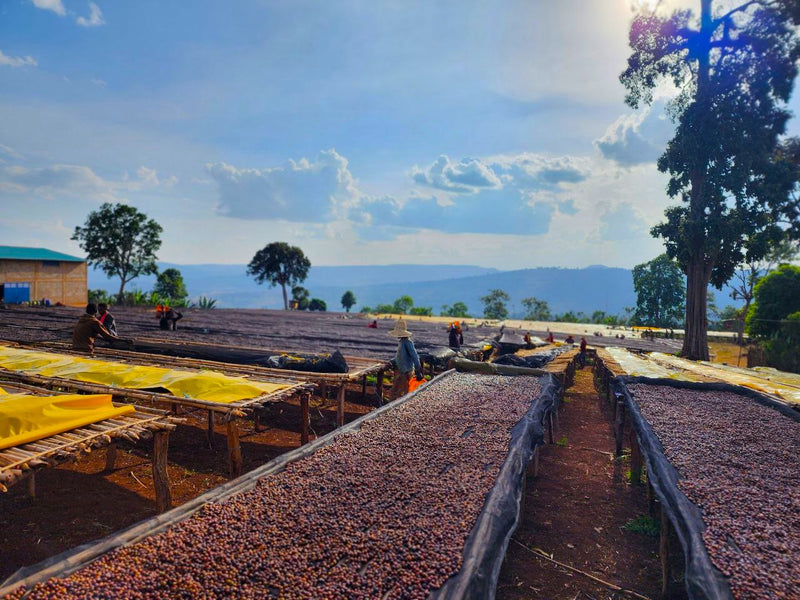 Ethiopia Guji 3 Natural Anaerobic Hambela Tirtira Guyo - 32092 - Ecotact Bags - SPOT RCWHSE