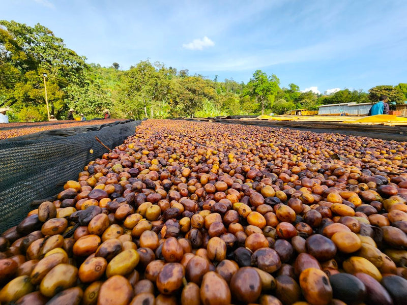 Ethiopia Guji 3 Natural Anaerobic Hambela Tirtira Guyo - 32092 - Ecotact Bags - SPOT RCWHSE
