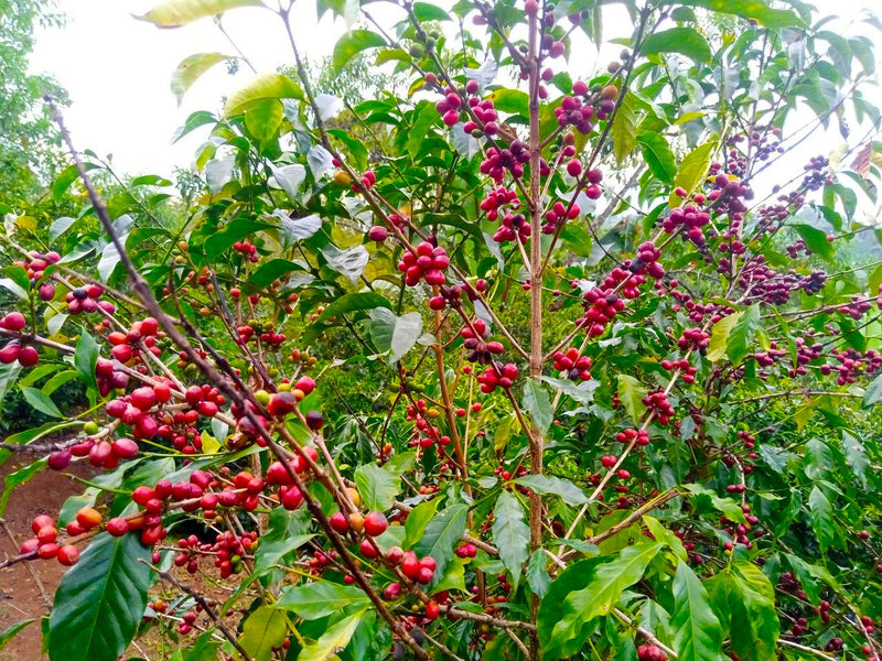Ethiopia Guji 1 Natural Hambela 3 Day Anaerobic - 36826 - GrainPro Bags - SPOT RCWHSE