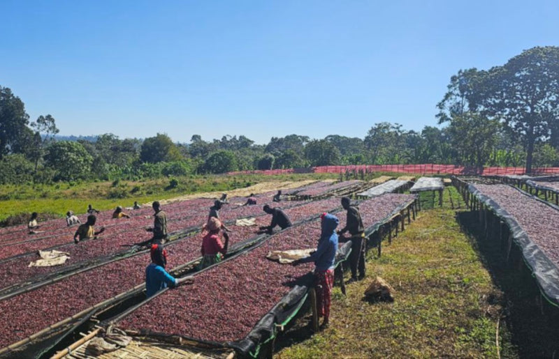 Ethiopia Guji 1 Natural Uraga - Yabitu - 31618 - 30.0 kg GrainPro Bags - SPOT SHANGHAI