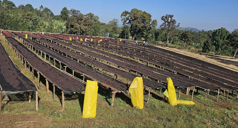 Ethiopia Guji 1 Natural Uraga - Yabitu - 31617 - GrainPro Bags - SPOT SHANGHAI