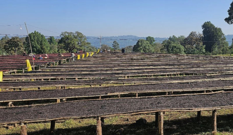Ethiopia Guji 1 Natural Uraga - Yabitu - 31617 - GrainPro Bags - SPOT SHANGHAI
