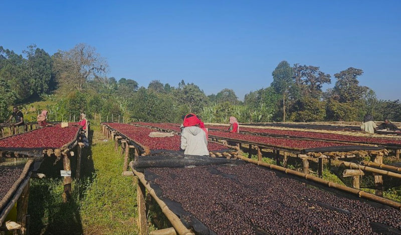 Ethiopia Guji 1 Natural Uraga - Yabitu - 31617 - GrainPro Bags - SPOT SHANGHAI