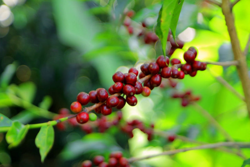 Ethiopia Guji 1 Supernatural Buku Sayisa - 36089 - Ecotact Bags - SPOT SHANGHAI