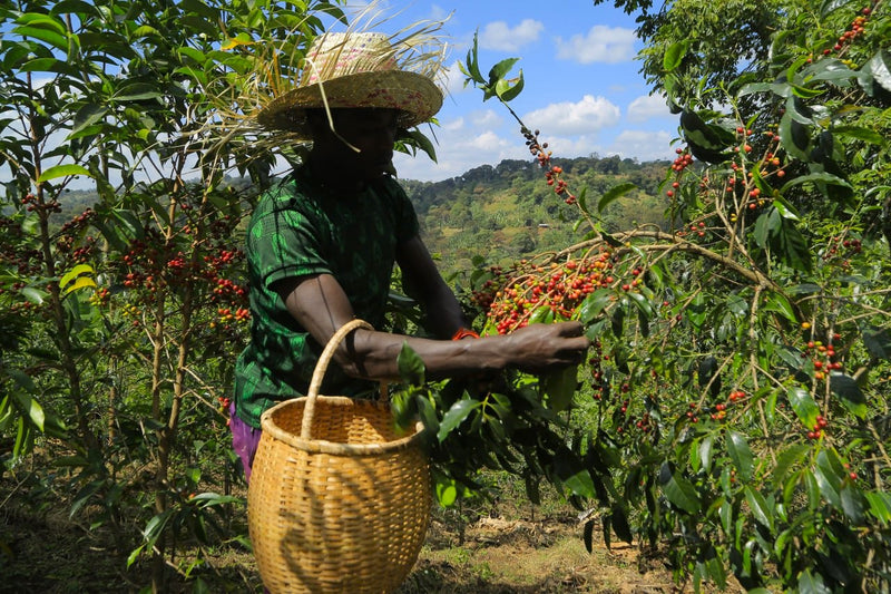 Ethiopia Guji 3 Natural Hambela - 40532 - Ecotact Bags - ETA: Oct 25, 2026 - RCWHSE