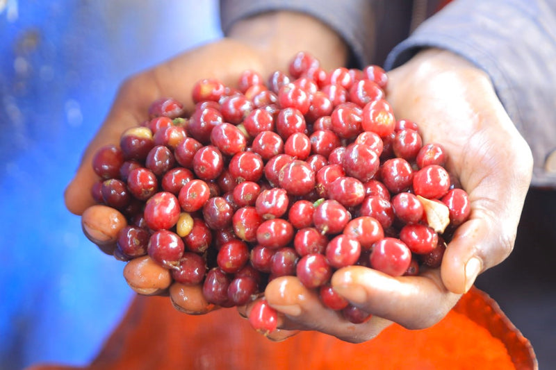 Ethiopia Guji 3 Natural Hambela - 41877 - September 2026 Shipment - RCWHSE