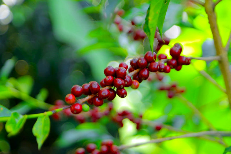 Ethiopia Guji 3 Natural Hambela - 41877 - September 2026 Shipment - RCWHSE