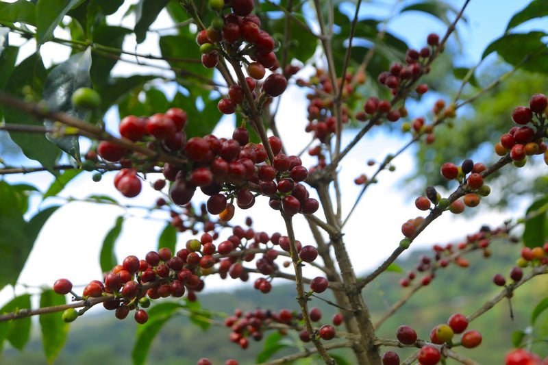 Ethiopia Guji 3 Natural Hambela - 40530 - Ecotact Bags - ETA: Oct 25, 2026 - RCWHSE