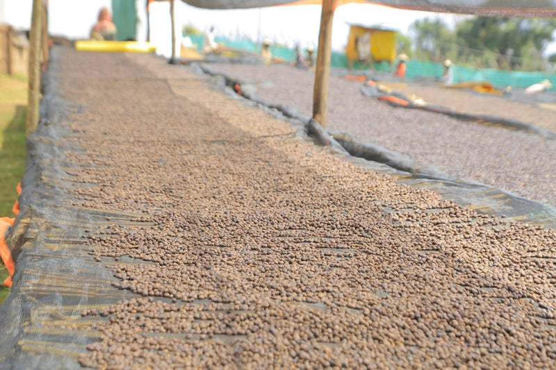 Ethiopia Guji 3 Natural Hambela - 40532 - Ecotact Bags - ETA: Oct 25, 2026 - RCWHSE