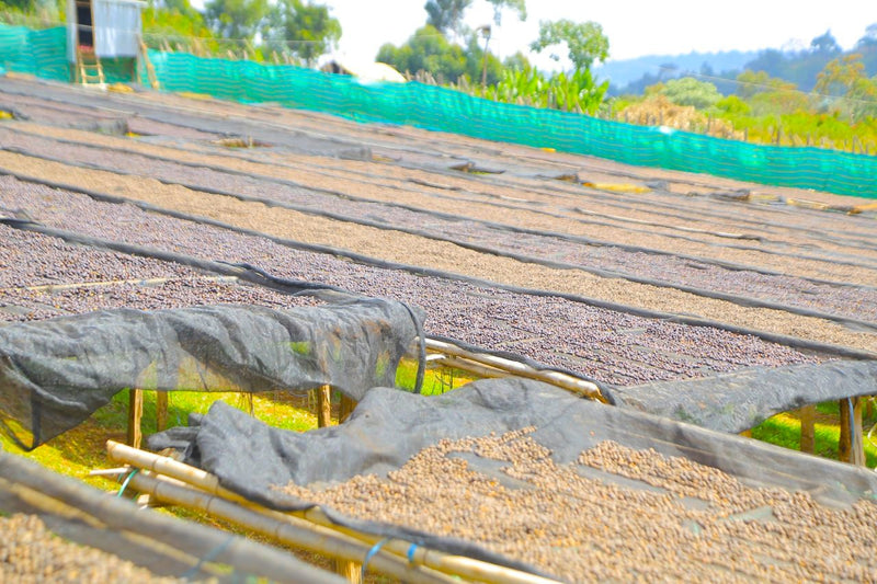 Ethiopia Guji 3 Natural Hambela - 41881 - September 2026 Shipment - RCWHSE