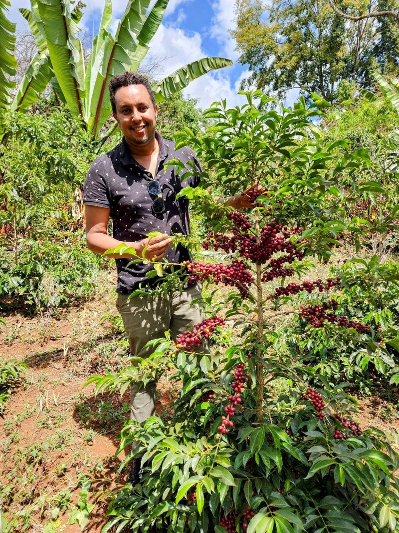 Ethiopia Guji 3 Natural Anaerobic Hambela Buku Sayasa - 32091 - Ecotact Bags - SPOT RCWHSE