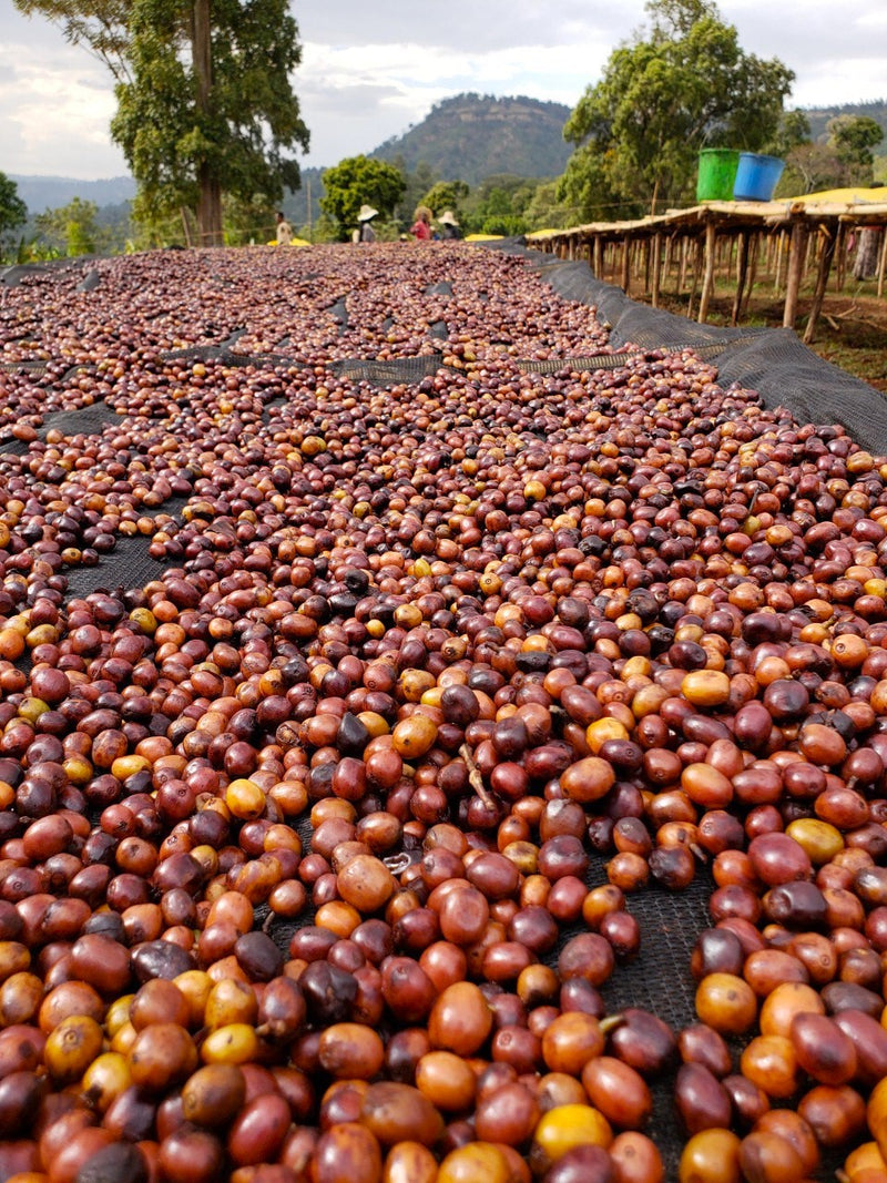 Ethiopia Guji 3 Natural Anaerobic Hambela Buku Sayasa - 32091 - Ecotact Bags - SPOT RCWHSE