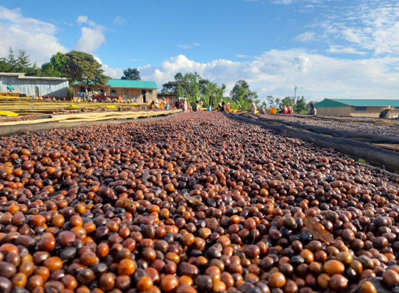 Ethiopia Guji 3 Natural Anaerobic Hambela Buku Sayasa - 32091 - Ecotact Bags - SPOT RCWHSE