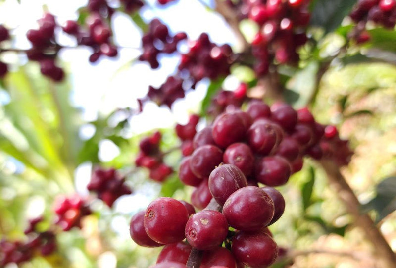Ethiopia Guji 3 Natural Anaerobic Hambela Buku Sayasa - 32091 - Ecotact Bags - SPOT RCWHSE