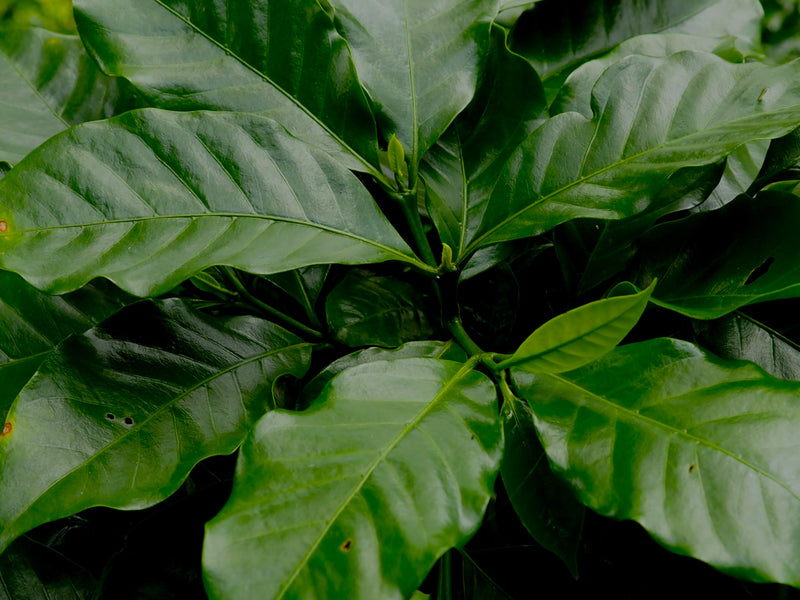 Ethiopia Guji 3 Natural - 40273-2 - SPOT SEAFORTH