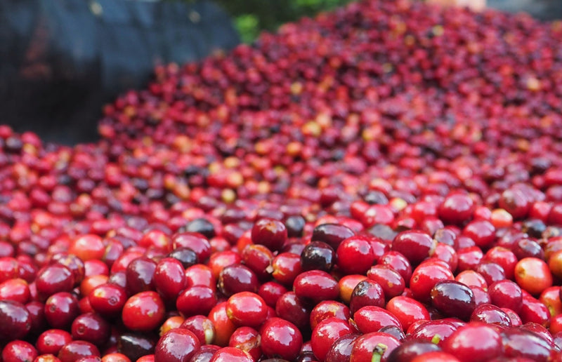 Ethiopia Guji 4 Natural - 40546 - SPOT SHANGHAI