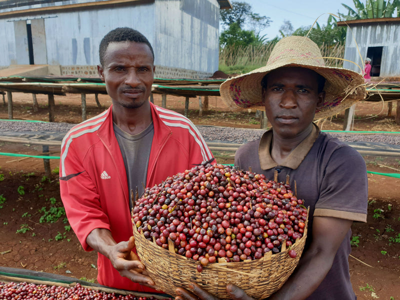 Ethiopia Guji 2 Washed Guracho - 30265 - GrainPro Bags - SPOT RCWHSE