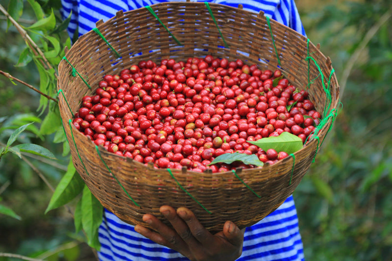 Ethiopia Harrar 4 Natural Nafisifie - 36736-4 - GrainPro Bags - SPOT COMIDWEST
