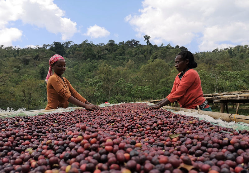 Decaf Ethiopia Guji 4 Natural Royal Select Water Process - 29356 - SPOT RCWHSE