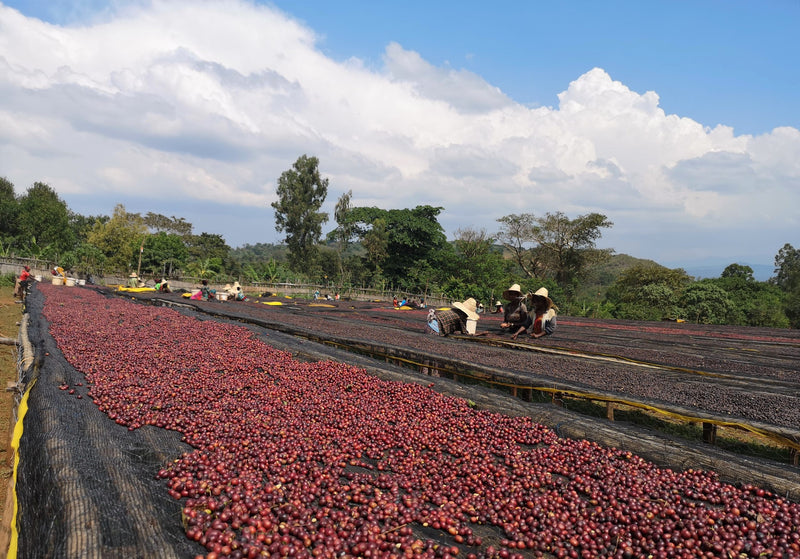 Decaf Ethiopia Guji 4 Natural Royal Select Water Process - *49961R* - 24212 - SPOT RCWHSE