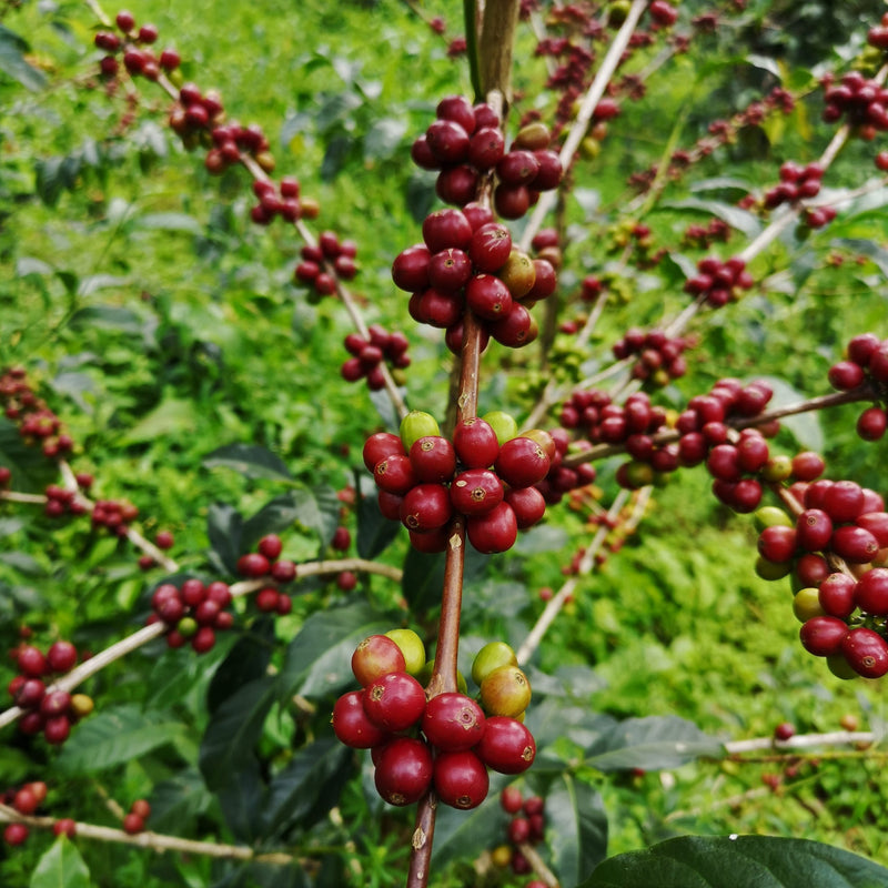 Decaf Ethiopia Guji 4 Natural Royal Select Water Process - *49961R* - 24212 - SPOT RCWHSE