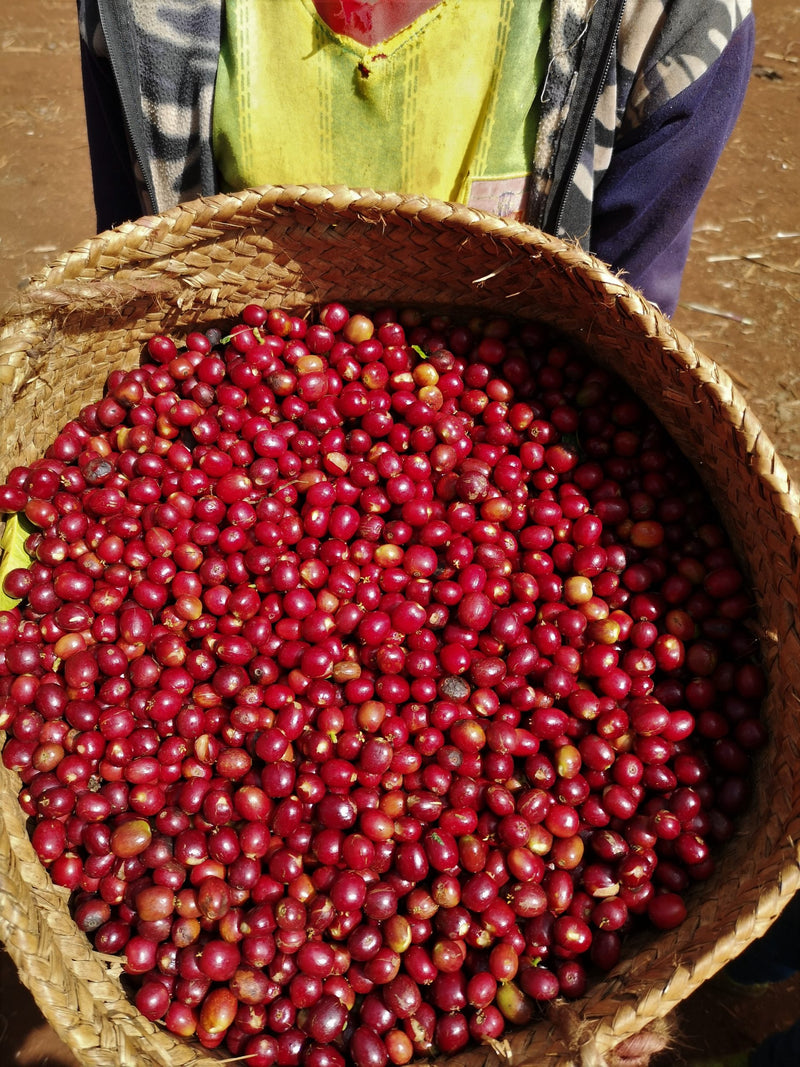 Decaf Ethiopia Guji 4 Natural Royal Select Swiss Water Process - 30069 - SPOT RCWHSE