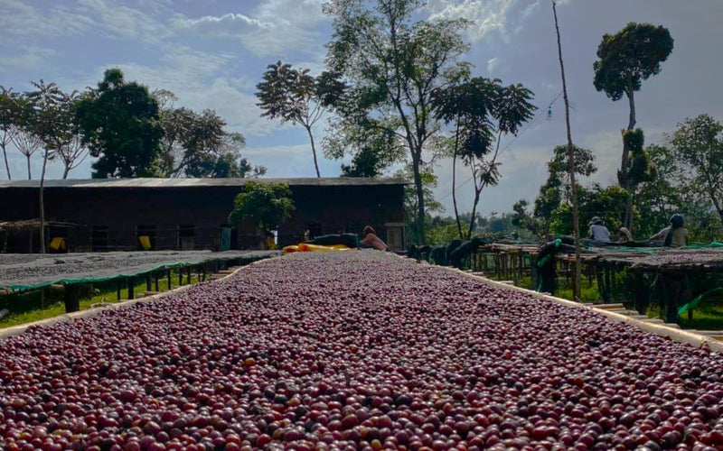 Ethiopia Lekempti 4 Natural - 33748 - GrainPro Bags - SPOT RCWHSE