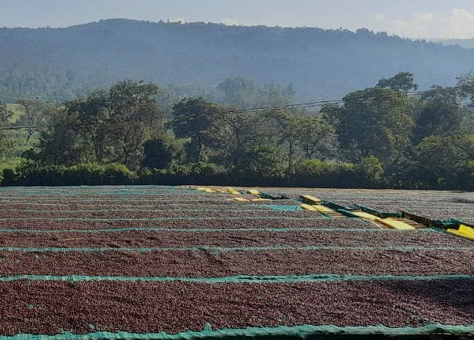 Ethiopia Lekempti 4 Natural - 33749 - GrainPro Bags - SPOT RCWHSE