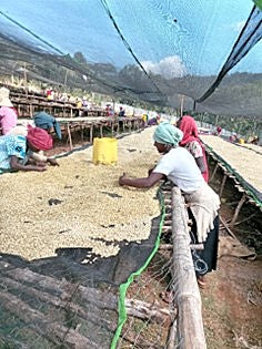 Ethiopia Limu 2 Washed - 35490 - GrainPro Bags - SPOT RCWHSE