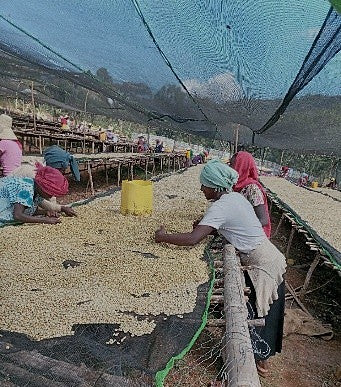 Ethiopia Limu UG Washed - 36461 - GrainPro Bags - SPOT RCWHSE