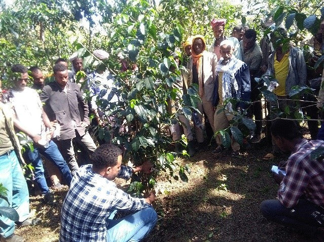 Ethiopia Limu UG Washed - 36462 - GrainPro Bags - SPOT RCWHSE