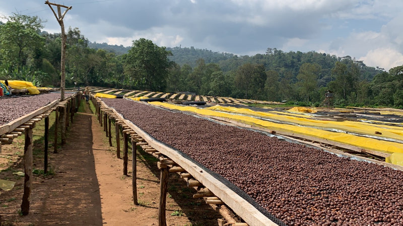 Ethiopia Sidama 4 Natural - 30241 - SPOT RCWHSE