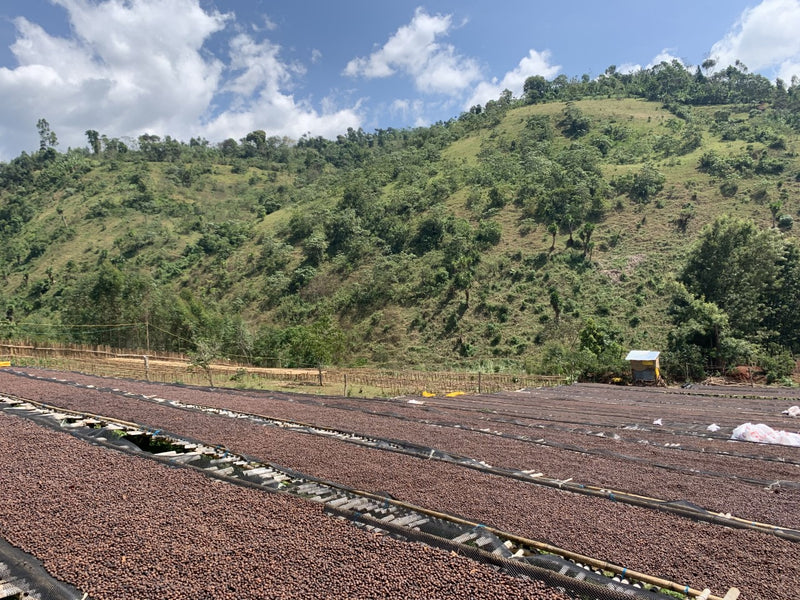 Crown Jewel Ethiopia Daye Bensa Ashenafi Argaw Anaerobic Natural - *CJ1449* - 24759 - SPOT RCWHSE