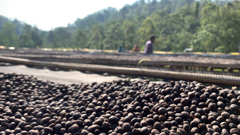 Ethiopia Sidama 4 Natural - 30243 - SPOT RCWHSE