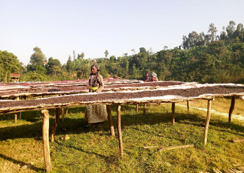 Ethiopia Sidama 1 Natural Bokasso - 36762 - GrainPro Bags - SPOT RCWHSE