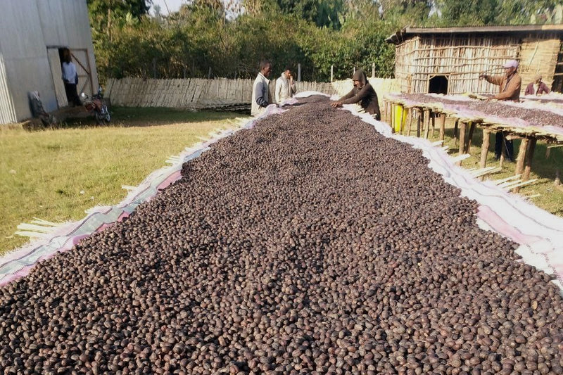 Ethiopia Sidama 1 Natural Bokasso - 36762 - GrainPro Bags - SPOT RCWHSE