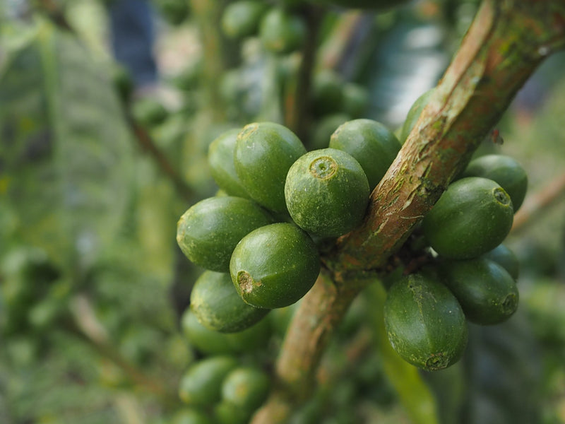 ETHIOPIA GUJI HAMBELA 1 NATURAL ORGANIC ALAKA - Lot 305 *49815W2* - 25518 - GrainPro Bags - SPOT COSEATAC