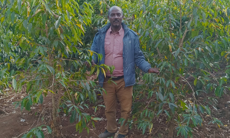Ethiopia Sidama 1 Natural Chire Kumburta Dubaro Buko - 28448-2 - GrainPro Bags - SPOT RCWHSE