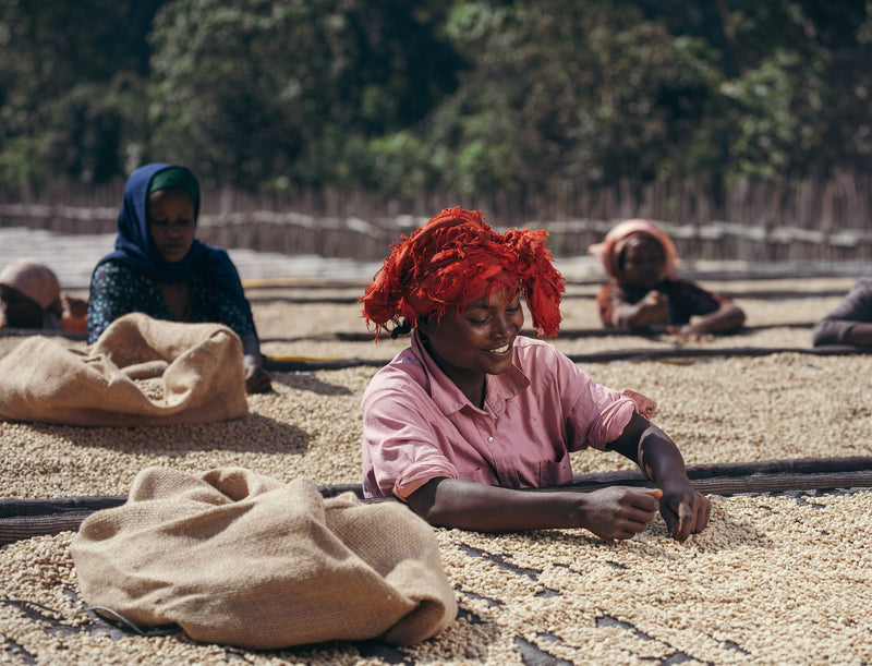Crown Jewel Ethiopia Washed Faysel Abdosh Duwancho Village - 35993-1 - SPOT RCWHSE