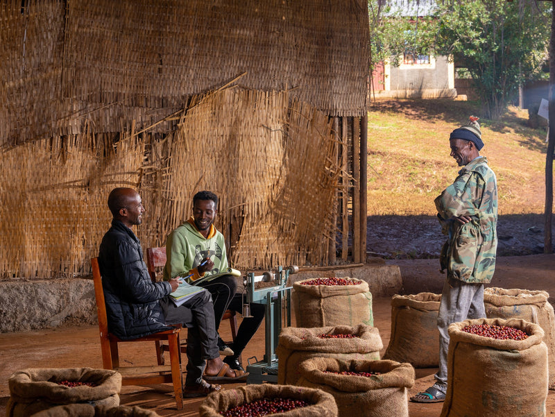 Ethiopia Sidama 1 Premium Washed Chericho Faysel Abdosh  - 35993 - 30.0 kg GrainPro Bags - SPOT RCWHSE