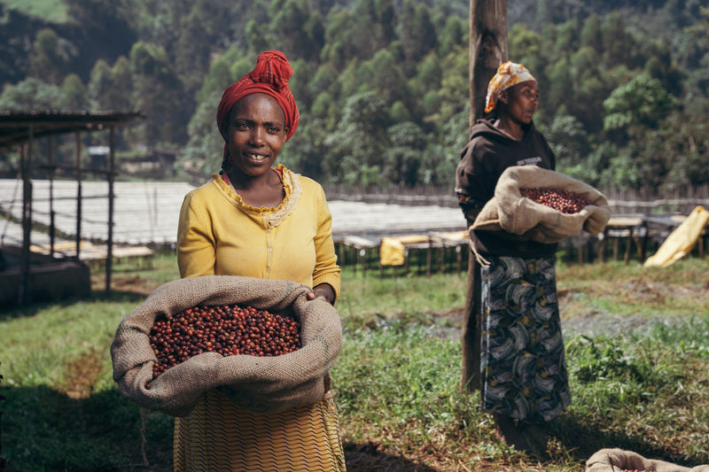 Ethiopia Sidama 1 Premium Washed Chericho Faysel Abdosh  - 35993 - 30.0 kg GrainPro Bags - SPOT RCWHSE