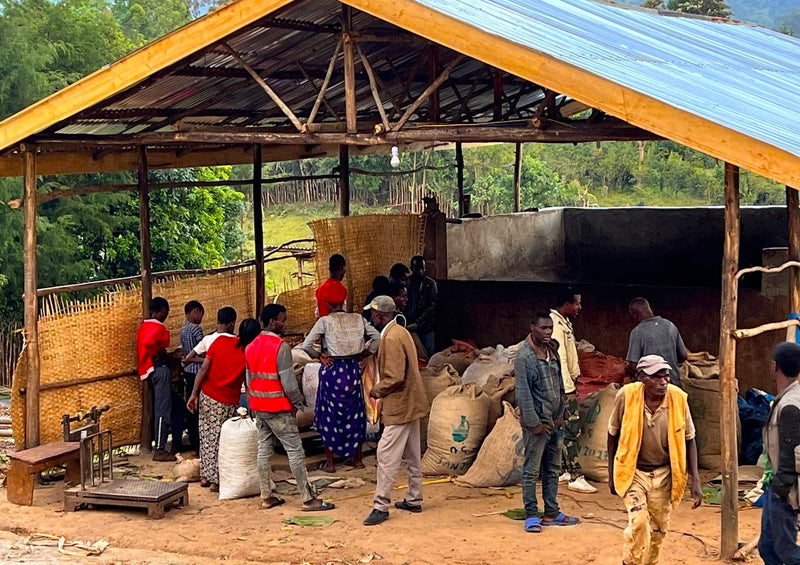Ethiopia Sidama 2 Washed Teferi Kela Daraotilcho - 33263-2 - GrainPro Bags - SPOT SEAFORTH